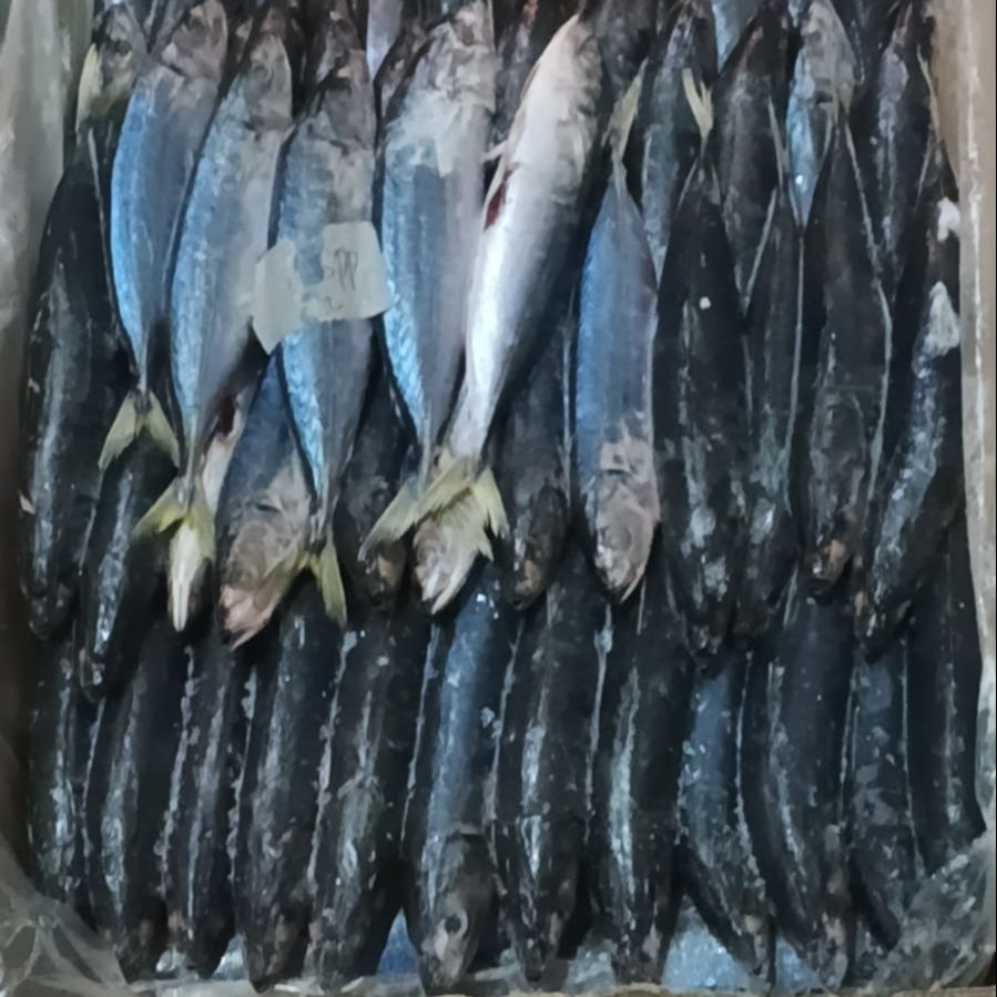 Malalugis Biru Pecah Perut ( MB PP )