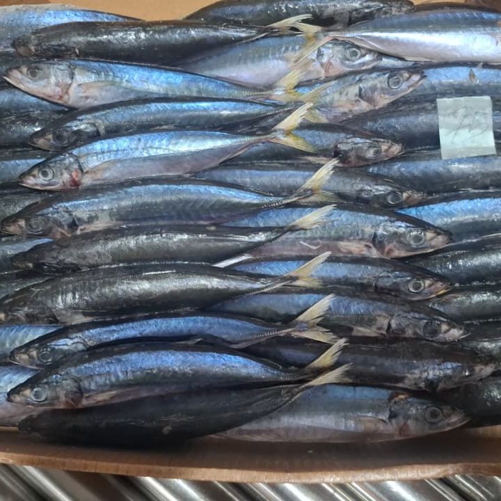 Ikan Layang (Malalugis Biru)