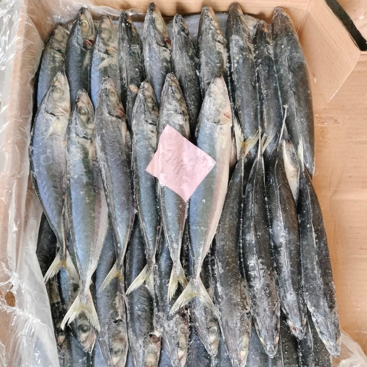 Malalugis Biru Pecah Perut ( MB PP )