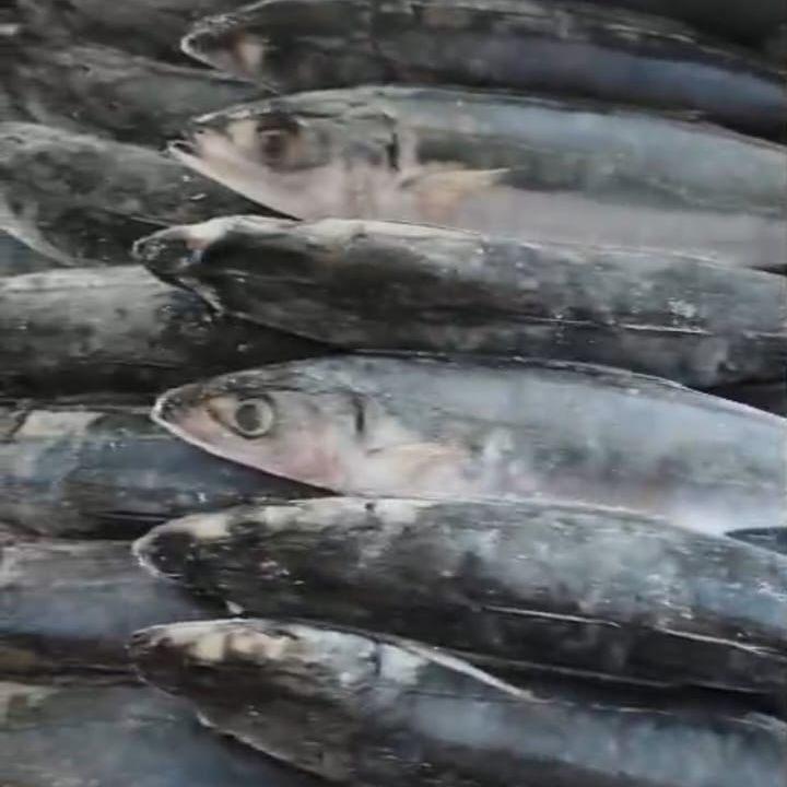Ikan Layang (Malalugis Biru)