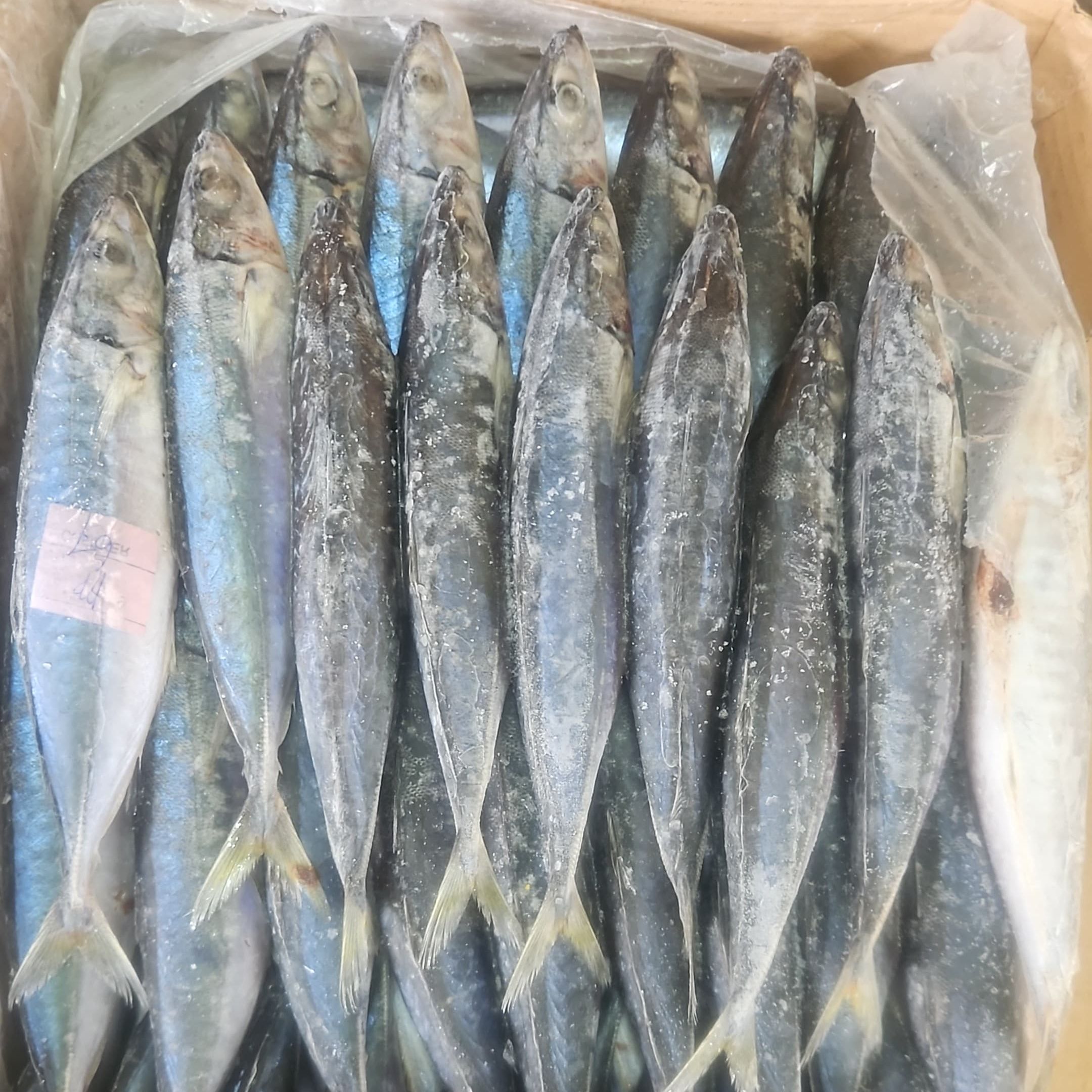 Malalugis Biru Pecah Perut ( MB PP )